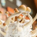 What are the health benefits of magic mushrooms?