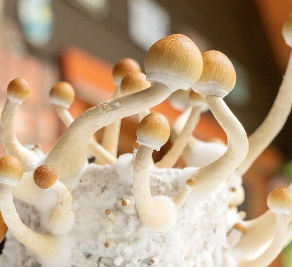 What are the health benefits of magic mushrooms?